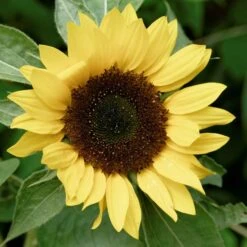 Sunset Lemon Tall Sunflower Seeds for Professional Cut Flowers