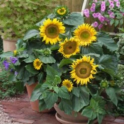 Sunspot Dwarf Sunflower Seeds - Giant 10-Inch Blooms for Small Spaces