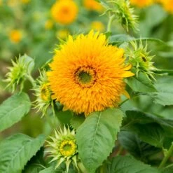 Tall Teddy Bear Sunflower Seeds: Unique Fluffy Blooms for Your Garden