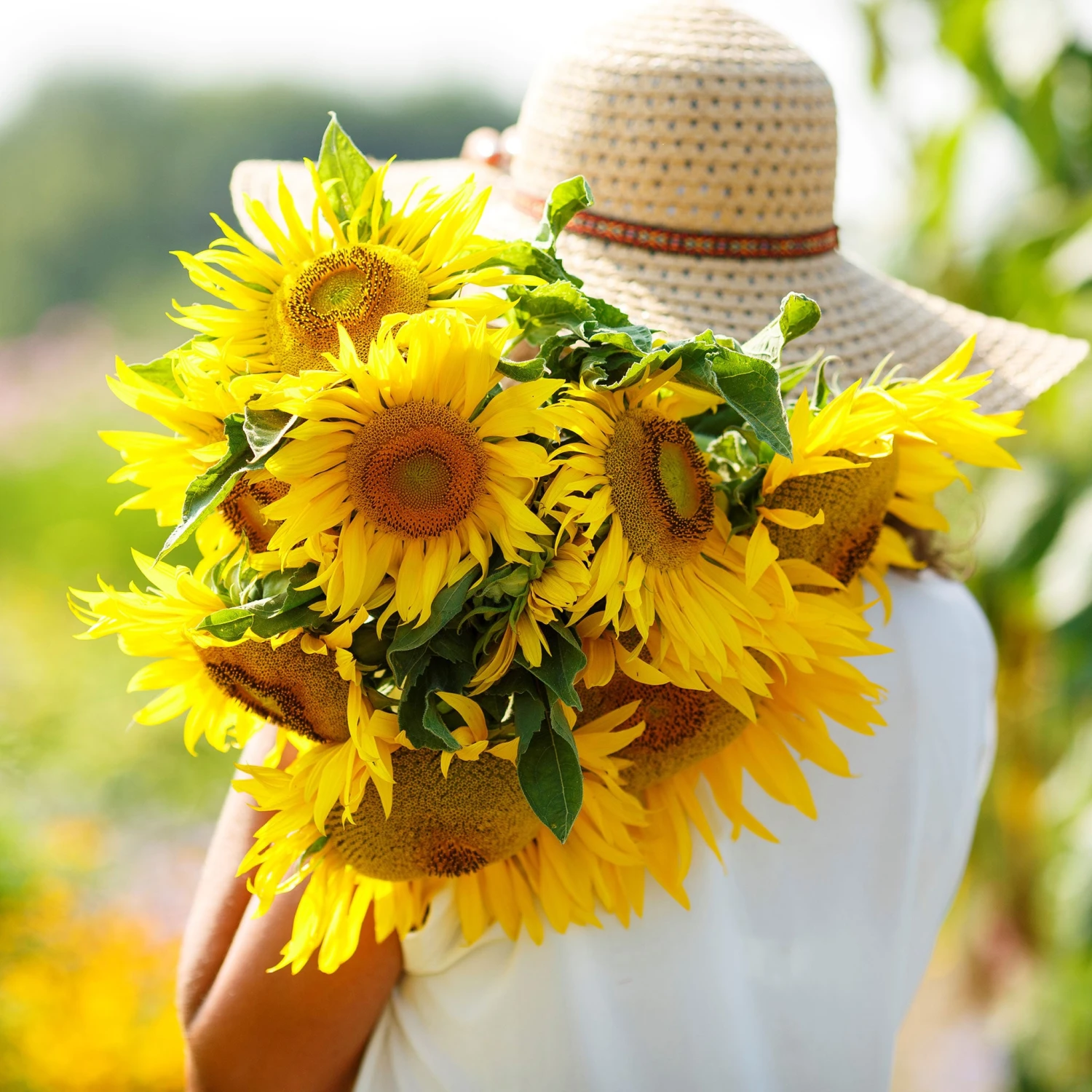 Sunflower Seeds (Dwarf) - Yellow Pygmy 3 Sunflower Seeds (Dwarf) - Yellow Pygmy - Image 3