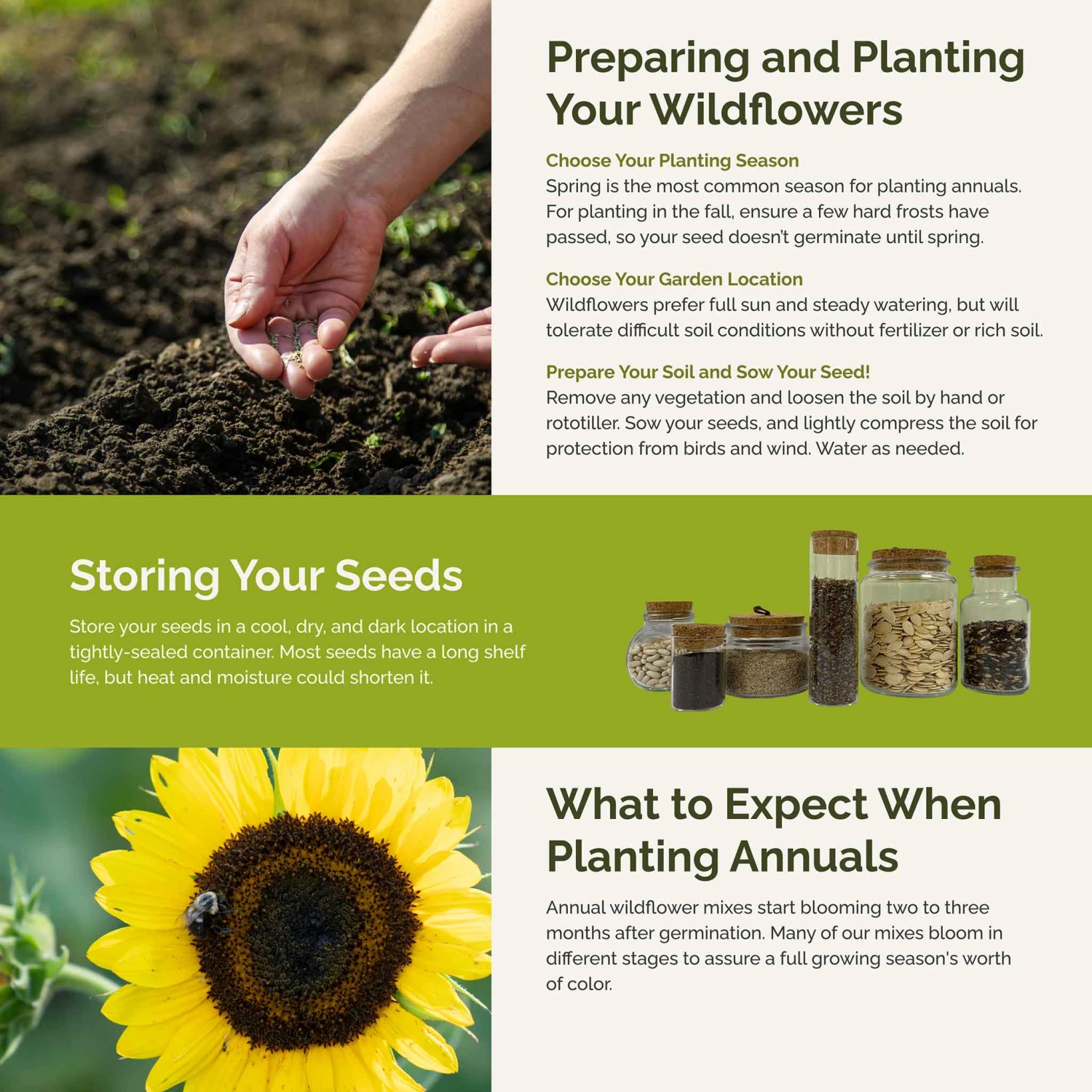 Sunny - Sunflower Seed Mix 5 Sunny - Sunflower Seed Mix - Image 5