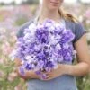 Fragrant Blue Sweet Pea Seeds - Premium White and Purple Climbing Flower Mix