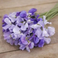 Fragrant Blue Sweet Pea Seeds - Premium White and Purple Climbing Flower Mix -Eden Brothers Shop sweet pea blue mix mac 3