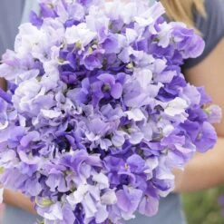Fragrant Blue Sweet Pea Seeds - Premium White and Purple Climbing Flower Mix -Eden Brothers Shop sweet pea blue mix mac 4