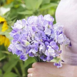 Fragrant Blue Ripple Sweet Pea Seeds - Climbing Garden Flower