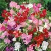 Bijou Mix Dwarf Sweet Pea Seeds - Compact Fragrant Garden Flowers