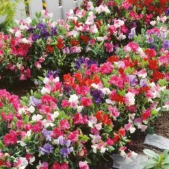 Dwarf Sweet Pea Seeds: Little Sweetheart Mix for Pots and Borders -Eden Brothers Shop sweet pea dwarf little sweetheart mix ndp 1