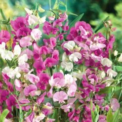 Everlasting Pea Seeds - Mixed