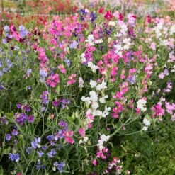 Knee-High Sweet Pea Seeds Mix: Fragrant Dwarf Bush Variety for Small Gardens