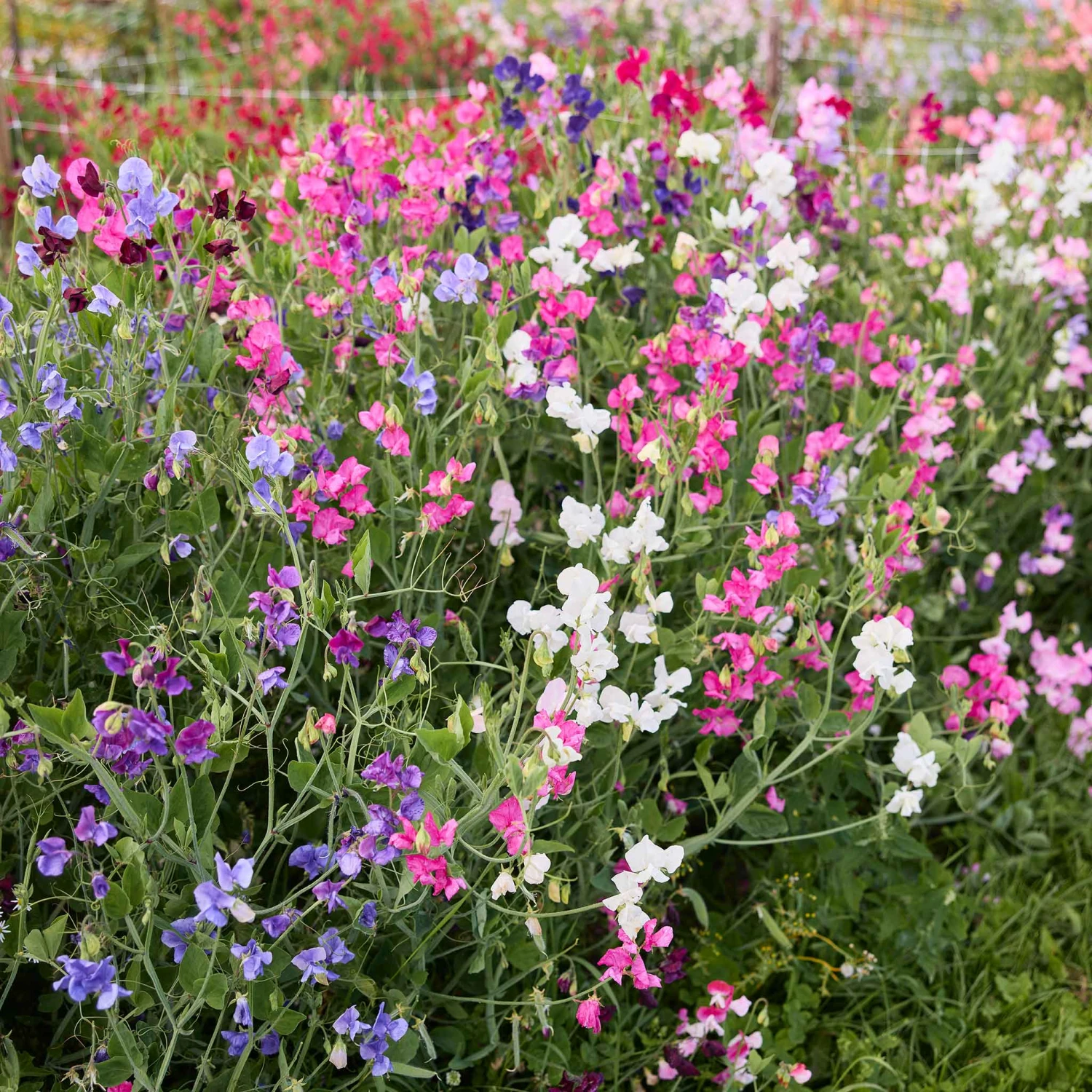 Knee-High Sweet Pea Seeds Mix: Fragrant Dwarf Bush Variety for Small Gardens 1 Knee-High Sweet Pea Seeds Mix: Fragrant Dwarf Bush Variety for Small Gardens