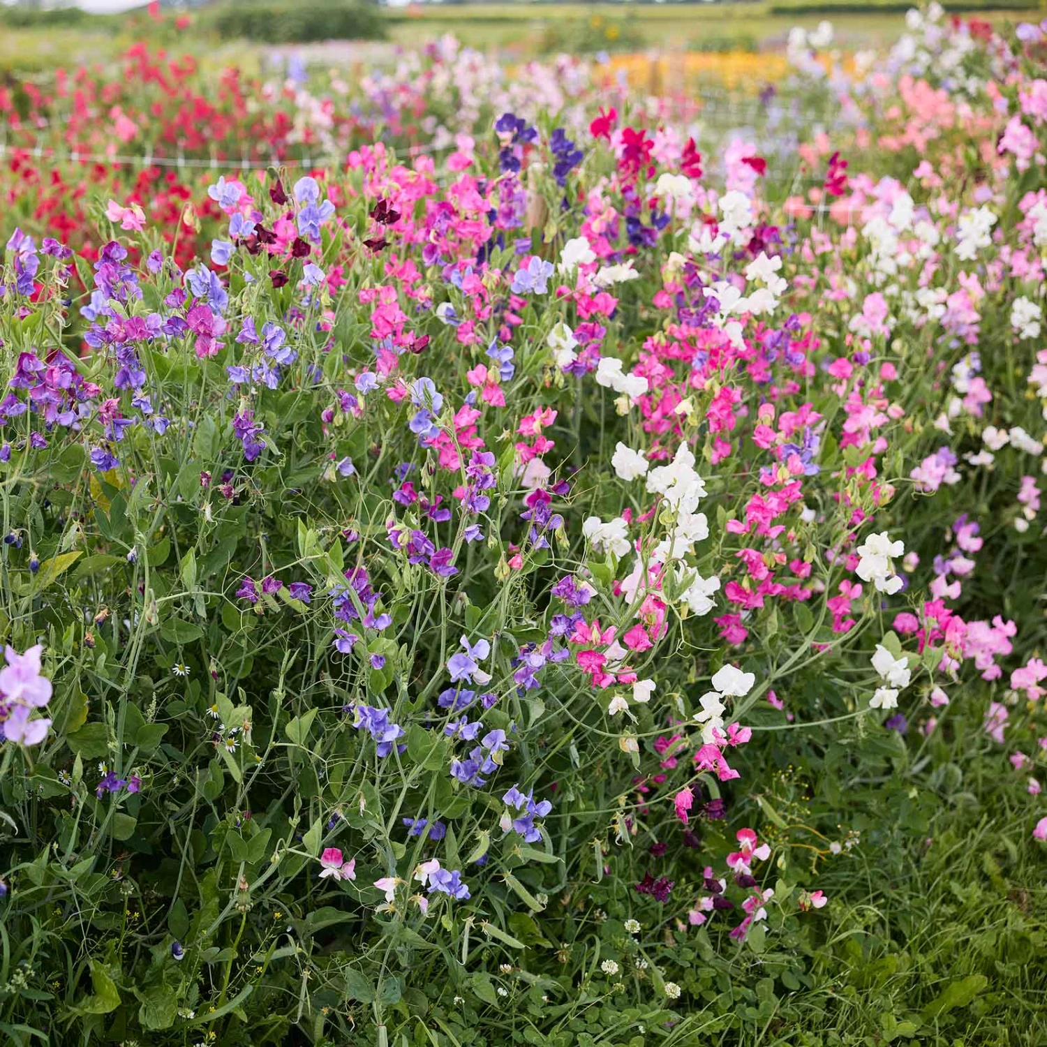 Knee-High Sweet Pea Seeds Mix: Fragrant Dwarf Bush Variety for Small Gardens 2 Knee-High Sweet Pea Seeds Mix: Fragrant Dwarf Bush Variety for Small Gardens - Image 2