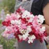 Dwarf Sweet Pea Seeds: Little Sweetheart Mix for Pots and Borders