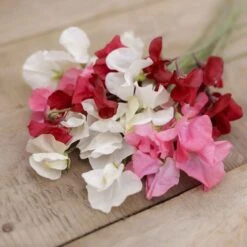 Dwarf Sweet Pea Seeds: Little Sweetheart Mix for Pots and Borders -Eden Brothers Shop sweet pea little sweetheart mix mac 4