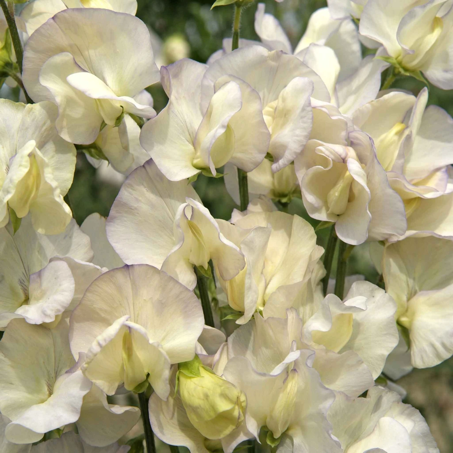 Fragrant Sweet Pea Seeds - Old Times Heritage Climbing Flower 1 Fragrant Sweet Pea Seeds - Old Times Heritage Climbing Flower