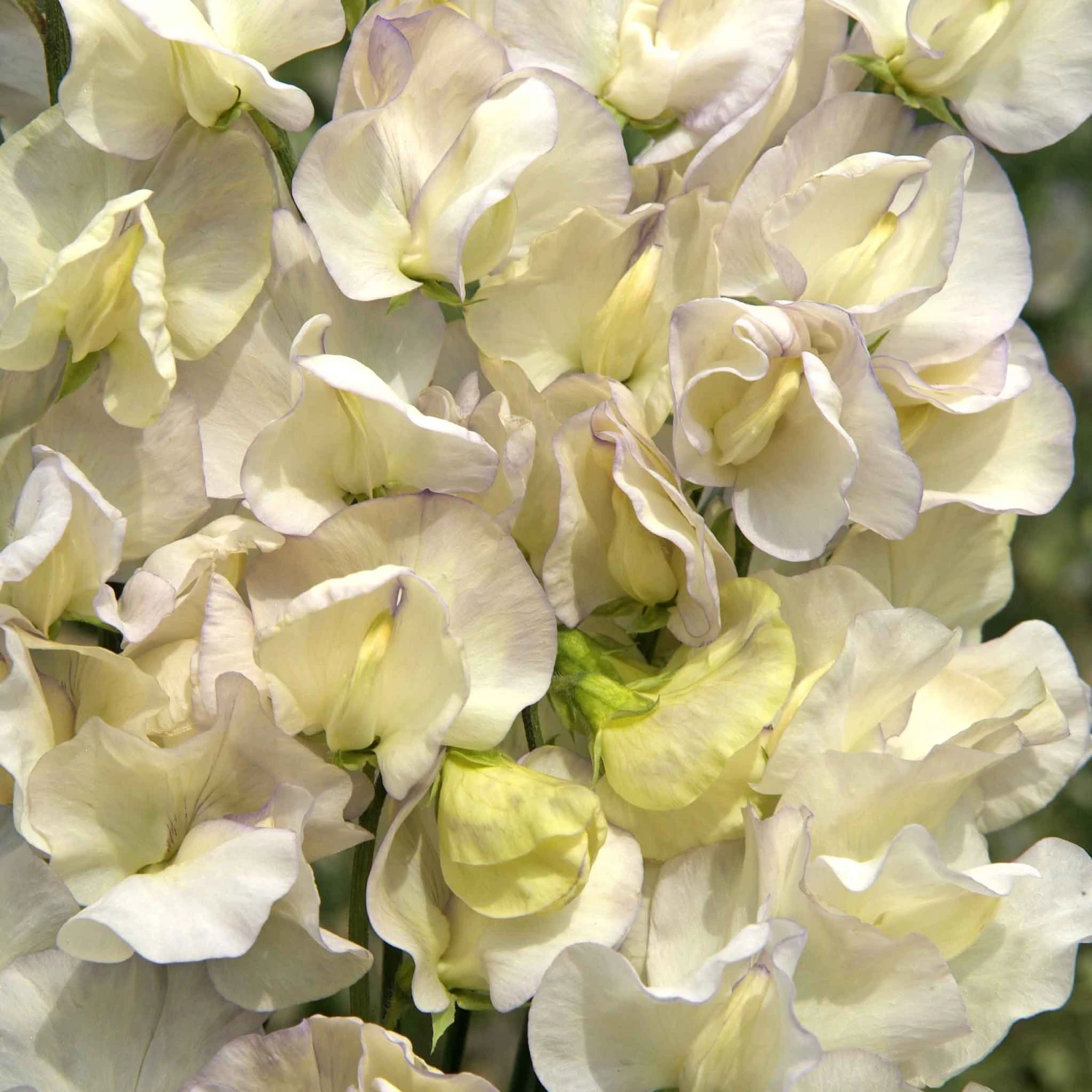 Fragrant Sweet Pea Seeds - Old Times Heritage Climbing Flower 2 Fragrant Sweet Pea Seeds - Old Times Heritage Climbing Flower - Image 2