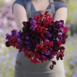 Fragrant Sweet Pea Seeds - Passion Mix Climbing Garden Flower Seeds