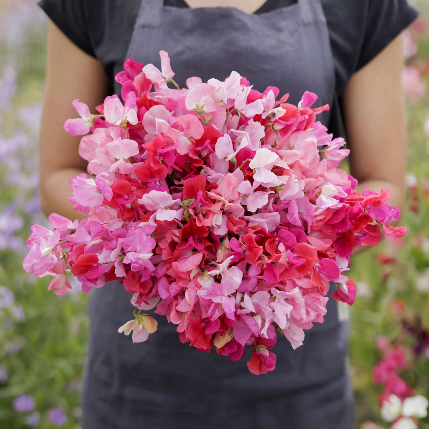 Pink Sweet Pea Seeds - Fragrant Climbing Flower Mix 1 Pink Sweet Pea Seeds - Fragrant Climbing Flower Mix