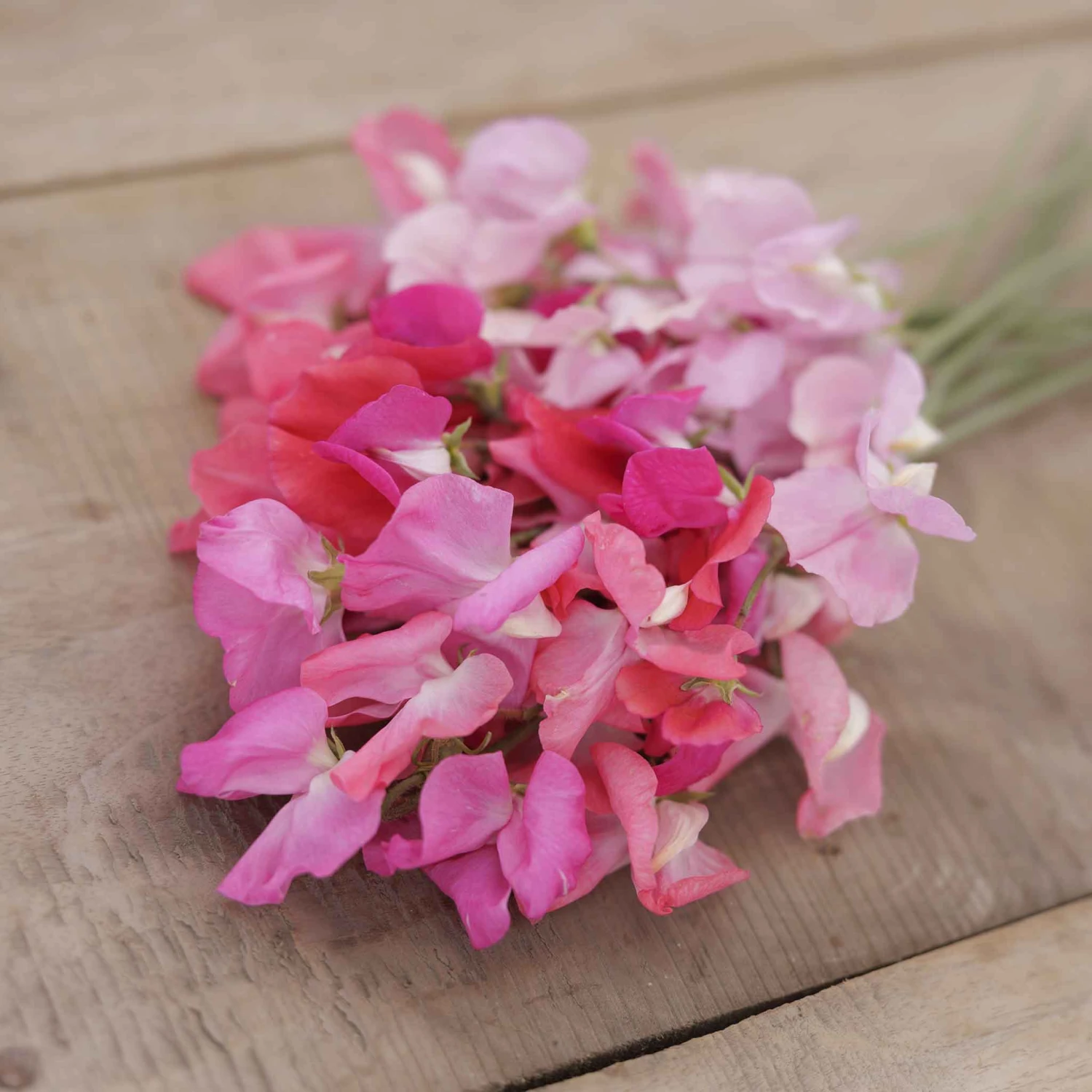 Pink Sweet Pea Seeds - Fragrant Climbing Flower Mix 2 Pink Sweet Pea Seeds - Fragrant Climbing Flower Mix - Image 2