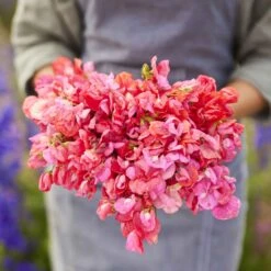 Prince of Orange Sweet Pea Seeds - Vibrant Fragrant Climbing Flower