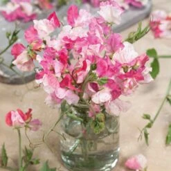 Fragrant Sweet Pea Seeds - Promise Pink & White Bicolor