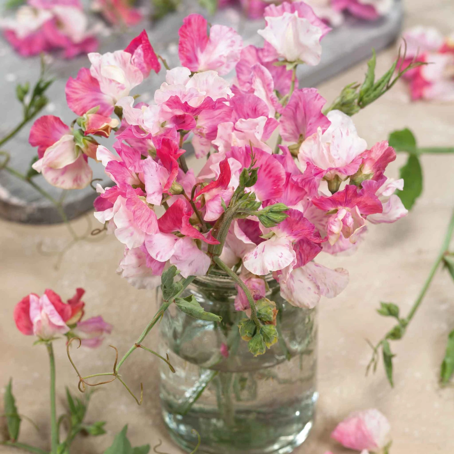 Fragrant Sweet Pea Seeds - Promise Pink & White Bicolor 1 Fragrant Sweet Pea Seeds - Promise Pink & White Bicolor