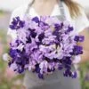 Fragrant Purple Sweet Pea Flower Seeds Mix - Premium Climbing Annual
