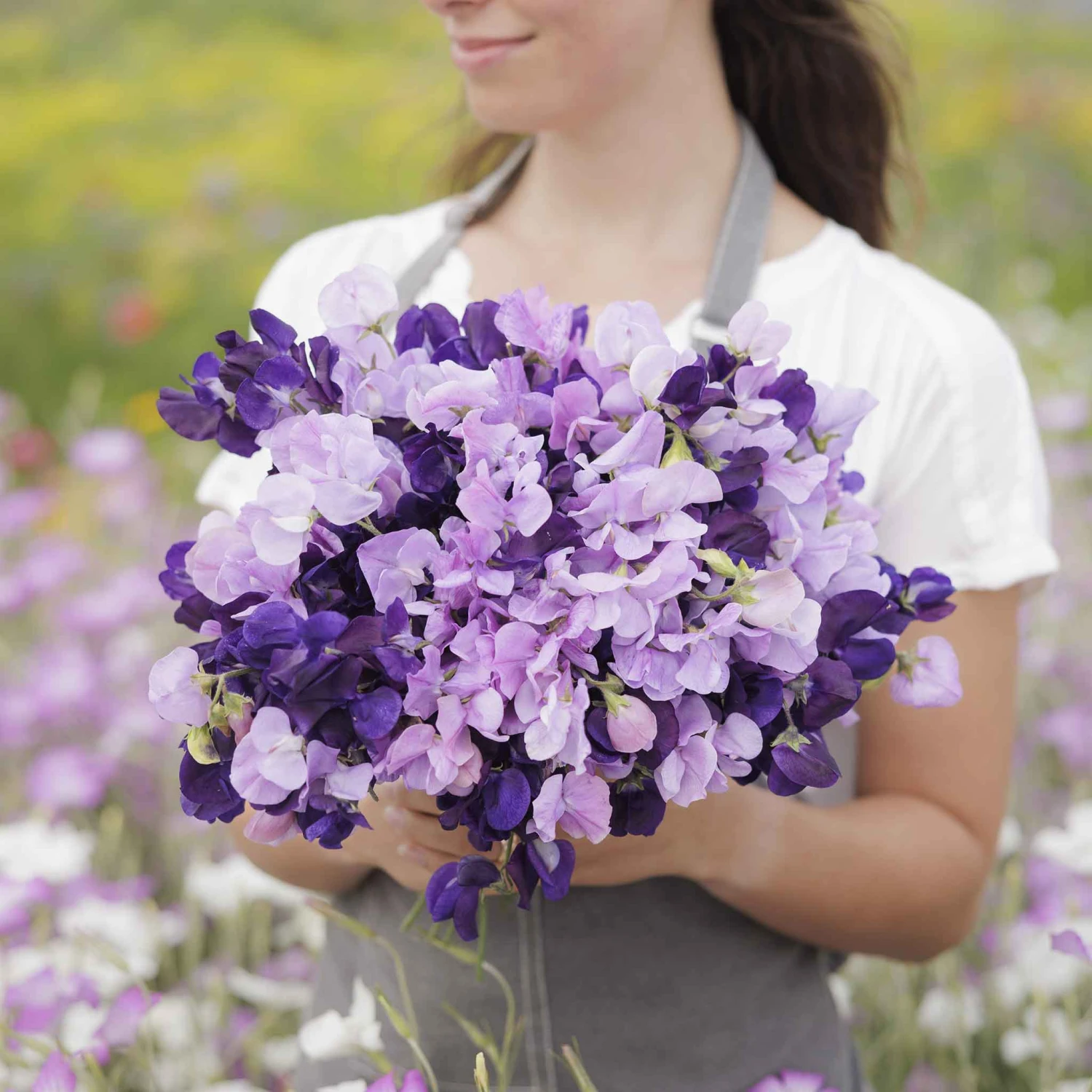 Fragrant Purple Sweet Pea Flower Seeds Mix - Premium Climbing Annual 2 Fragrant Purple Sweet Pea Flower Seeds Mix - Premium Climbing Annual - Image 2