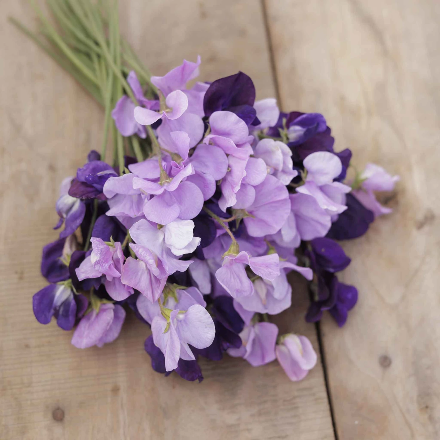 Fragrant Purple Sweet Pea Flower Seeds Mix - Premium Climbing Annual 3 Fragrant Purple Sweet Pea Flower Seeds Mix - Premium Climbing Annual - Image 3