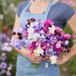 Fragrant Royal Mix Sweet Pea Seeds for Colorful Garden Blooms