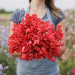 Royal Scarlet Sweet Pea Seeds - Fragrant Climbing Garden Flowers