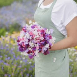 Fragrant Sweet Pea Seeds - Spencer Mix Climbing Flower Blend -Eden Brothers Shop sweet pea spencer mix mac 3