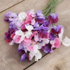 Fragrant Sweet Pea Seeds - Spencer Mix Climbing Flower Blend -Eden Brothers Shop sweet pea spencer mix mac 4