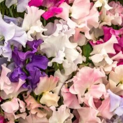 Fragrant Sweet Pea Seeds - Spencer Mix Climbing Flower Blend -Eden Brothers Shop sweet pea spencer mix shk 1