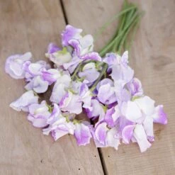 Spencer Pulsar Sweet Pea Seeds - Fragrant Lilac & White Climbing Flowers -Eden Brothers Shop sweet pea spencer pulsar mac 3
