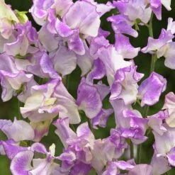 Spencer Pulsar Sweet Pea Seeds - Fragrant Lilac & White Climbing Flowers -Eden Brothers Shop sweet pea spencer pulsar tai 4