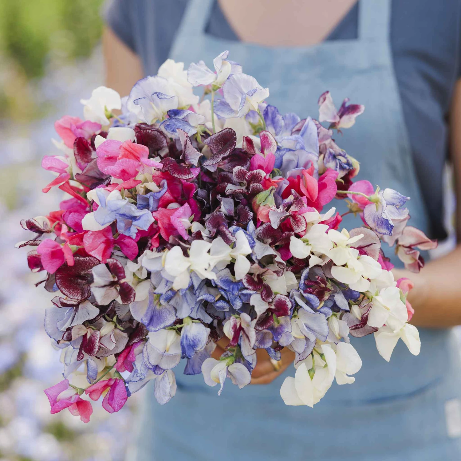 Fragrant Streamer Mix Sweet Pea Seeds - Extra Large Variegated Blooms 1 Fragrant Streamer Mix Sweet Pea Seeds - Extra Large Variegated Blooms
