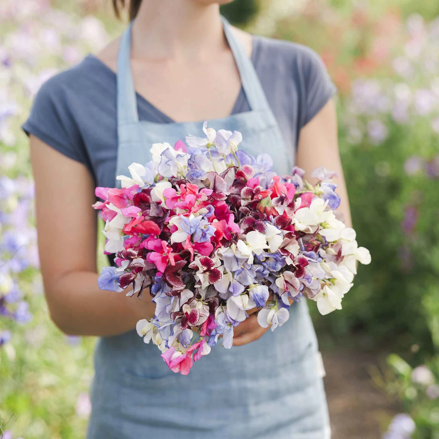 Fragrant Streamer Mix Sweet Pea Seeds - Extra Large Variegated Blooms 2 Fragrant Streamer Mix Sweet Pea Seeds - Extra Large Variegated Blooms - Image 2