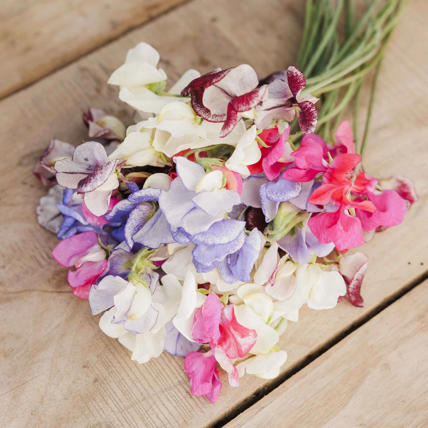 Fragrant Streamer Mix Sweet Pea Seeds - Extra Large Variegated Blooms 4 Fragrant Streamer Mix Sweet Pea Seeds - Extra Large Variegated Blooms - Image 4