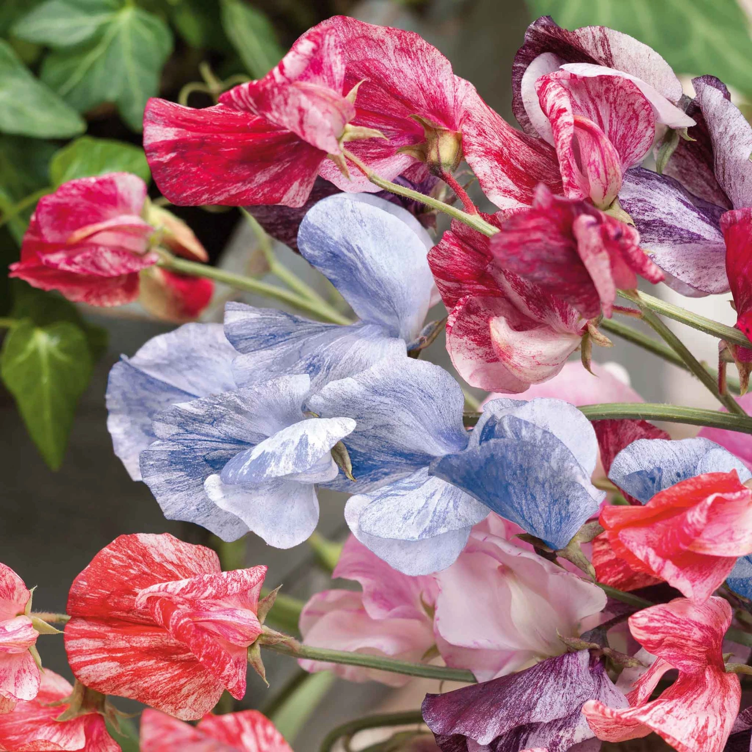 Fragrant Streamer Mix Sweet Pea Seeds - Extra Large Variegated Blooms 5 Fragrant Streamer Mix Sweet Pea Seeds - Extra Large Variegated Blooms - Image 5