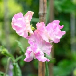 Sweet Pea Seeds Yvette Ann - Fragrant Salmon Pink Climbing Flower