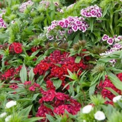 Sweet William Seeds - Tall Single Mix