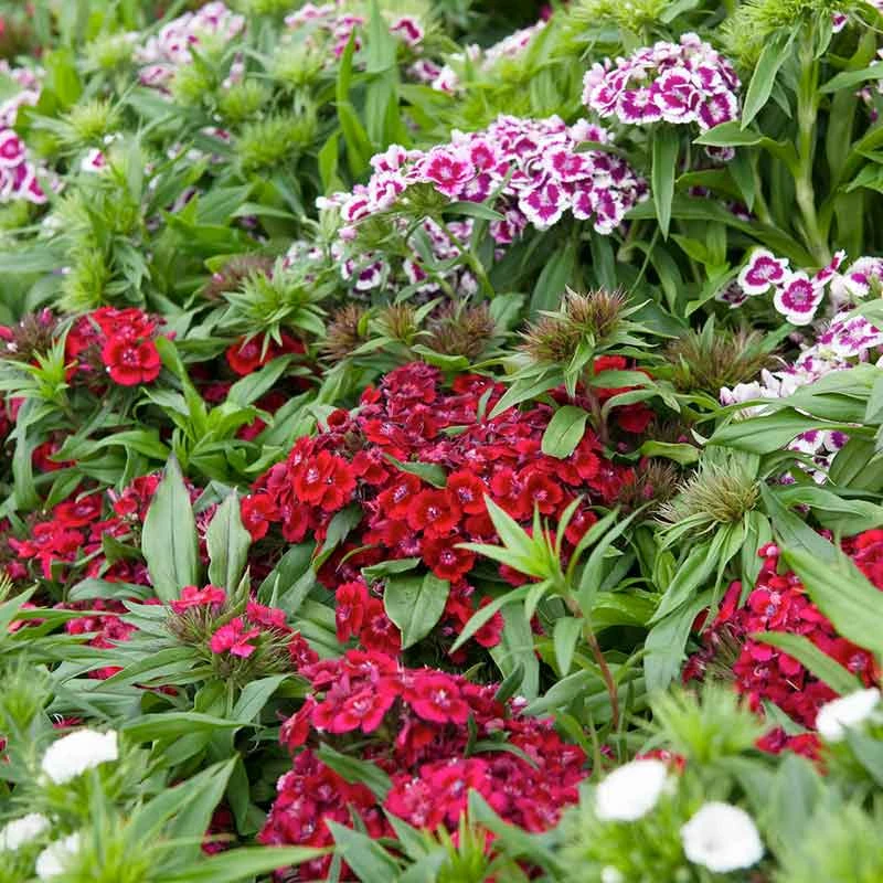 Sweet William Seeds - Tall Single Mix 1 Sweet William Seeds - Tall Single Mix