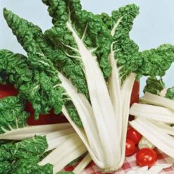 Fordhook Giant Swiss Chard Seeds - Hardy & Versatile Garden Greens