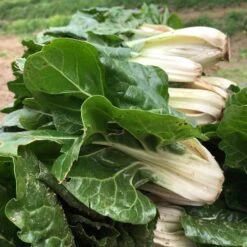 Fordhook Giant Swiss Chard Seeds - Hardy & Versatile Garden Greens -Eden Brothers Shop swiss chard forhook giant shk 3