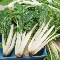 Large White Rib Swiss Chard Seeds - Premium Heirloom Garden Seeds
