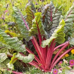 Swiss Chard Seeds (Organic) - Ruby Red
