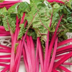 Pink Lipstick Swiss Chard Seeds - Vibrant Magenta Stems & Nutritious Greens