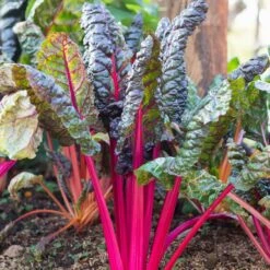 Pink Lipstick Swiss Chard Seeds - Vibrant Magenta Stems & Nutritious Greens -Eden Brothers Shop swiss chard pink lipstick shk 2