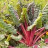 Ruby Red Swiss Chard Seeds - Vibrant & Nutritious Garden Greens