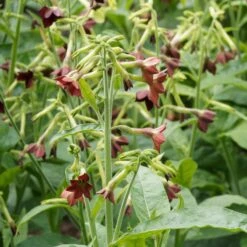 Bronze Queen Ornamental Tobacco Seeds - Unique Chocolate Flower Nicotiana
